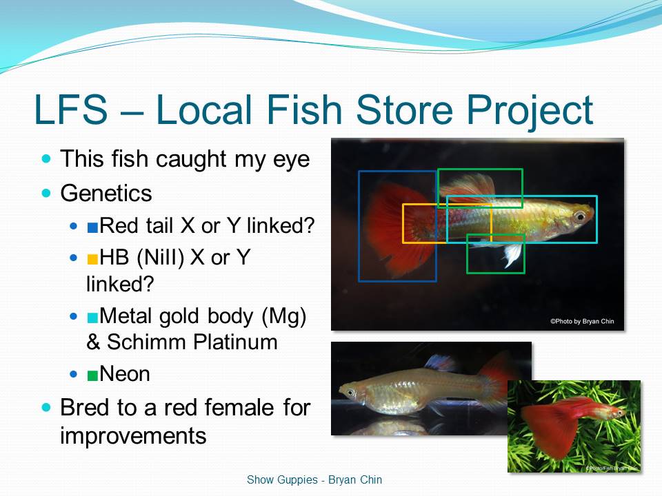 presentation guppy genetics crosses